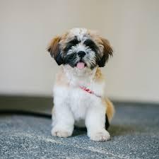 shih tzu, Foto: Pexels