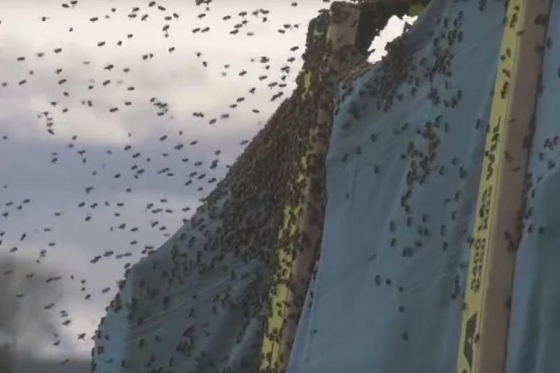 Accident cu albine, Foto: Captura YouTube