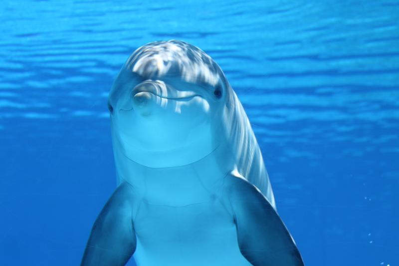 Delfin, Foto: Pexels