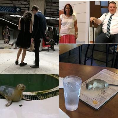 faze tari, Foto: Colaj foto