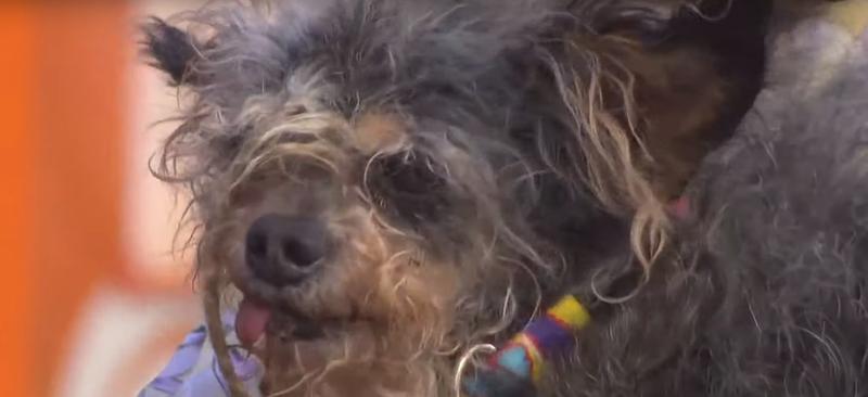 Cel mai urât câine, Foto: Captura YouTube