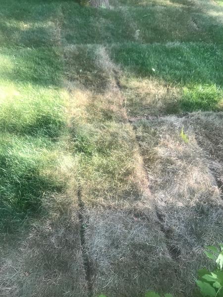 Gazon Aviatiei 3, Foto: Hotnews