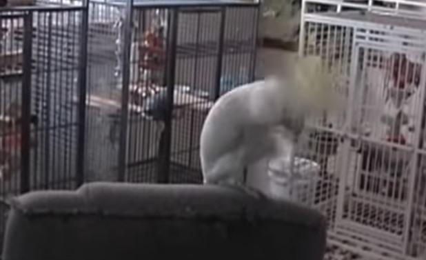 Snowball dansand, Foto: Captura YouTube