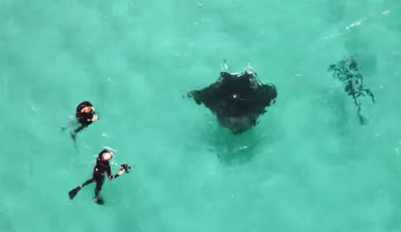 O manta ray cere ajutorul scafandrilor, Foto: Captura YouTube