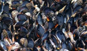 Scoici (foto: Jackie Sones), Foto: