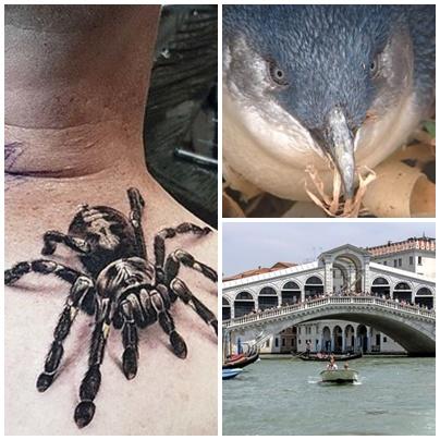 Faze tari, Foto: Colaj foto