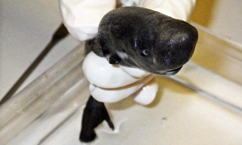 American Pocket Shark, Foto: usatoday