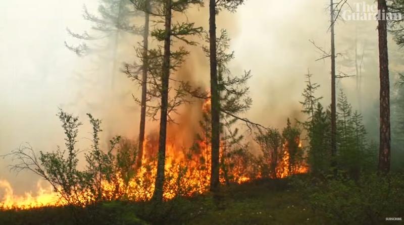 ​Incendii de vegetatie, Foto: Captura YouTube