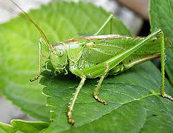 Greier (Tettigonia viridissima), Foto: Wikipedia