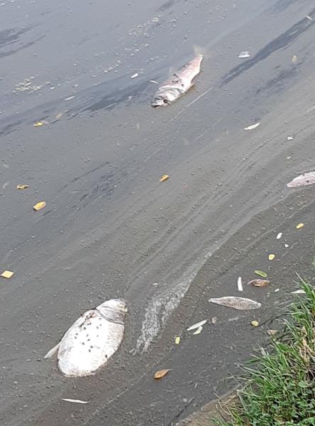 Pești morți Herăstrău, Foto: Hotnews