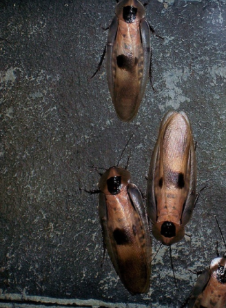 Cockroaches, Foto: Hotnews