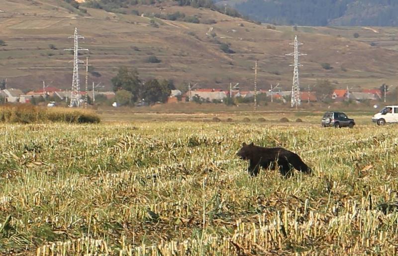 Ursoaica Lacul Sfanta Ana, Foto: CJ Harghita