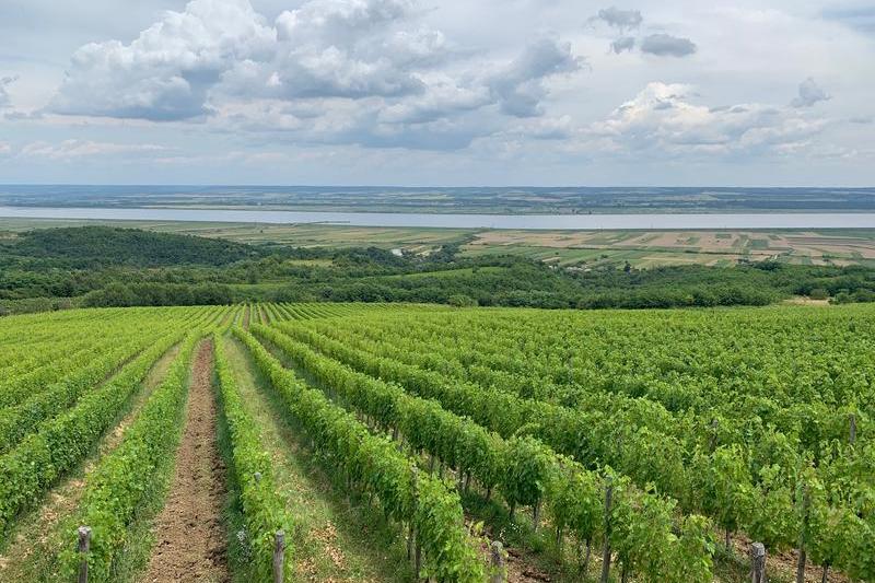 ferme viticole Drăgășani, Foto: Dragoș Costache
