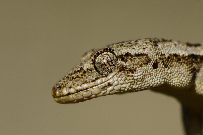 O populație reproducătoare de gecko, descoperită în mijlocul Bucureștiului, Foto: Doru Panaitescu