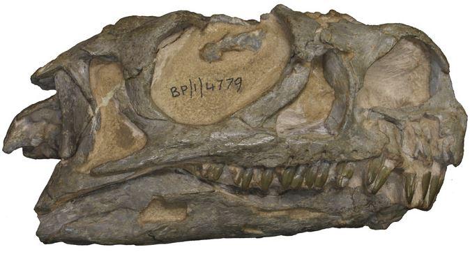 Craniu de dinozaur, Foto: peerj.com
