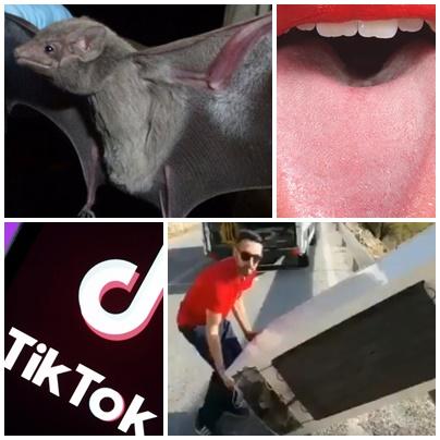 Faze tari, Foto: Colaj foto