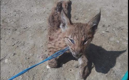 pui de ras, Foto: Captura Facebook