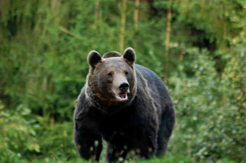 Urs în România (Foto: Gabriel Bejan / Hotnews.ro)