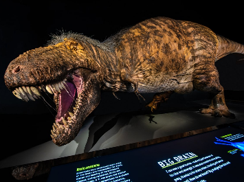 T Rex, Foto: American Museum of Natural History