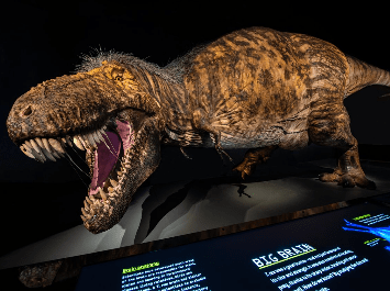 T Rex, Foto: American Museum of Natural History