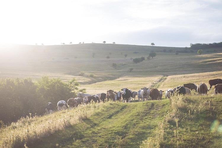 Fratia Bacilor Ardeleni, Foto: Hotnews