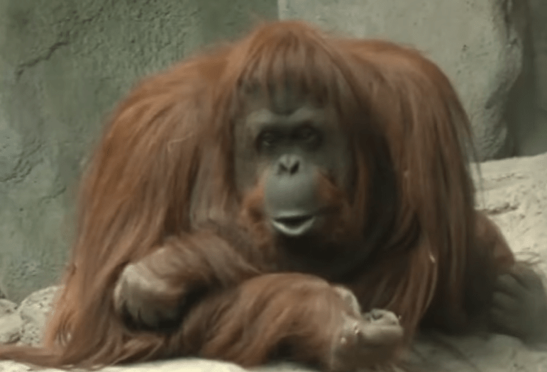 Sandra, Foto: Captura video