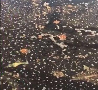 Poluare Snagov, Foto: Captura Facebook