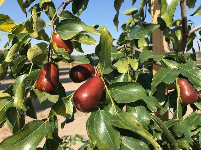 Curmalul chinezesc, Foto: Statiunea de Cercetare pentru Cultura Plantelor pe Nisipuri Dabuleni