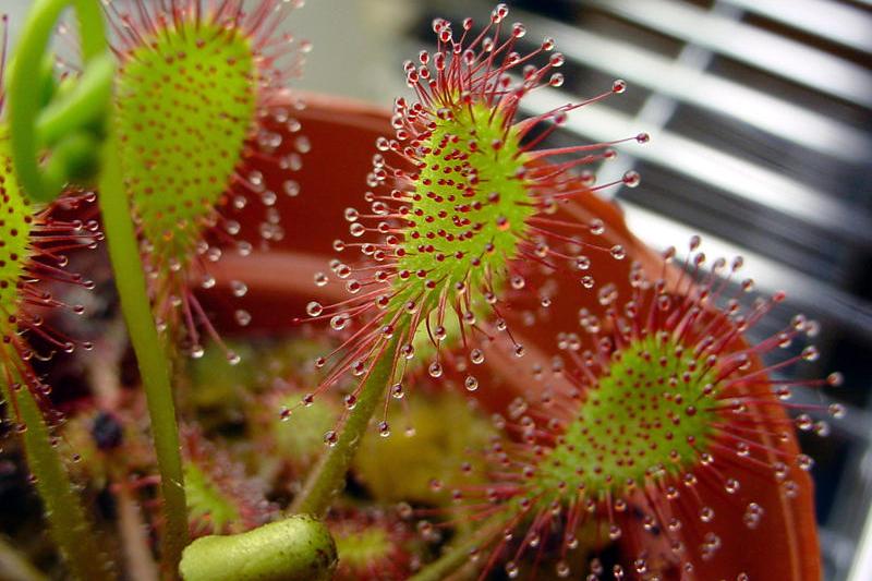 Drosera, Foto: Wikipedia