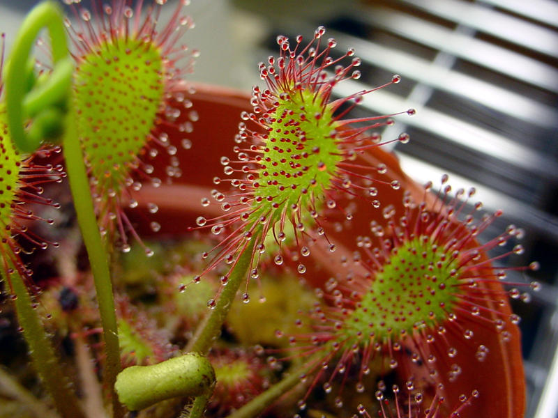 Drosera, Foto: Wikipedia