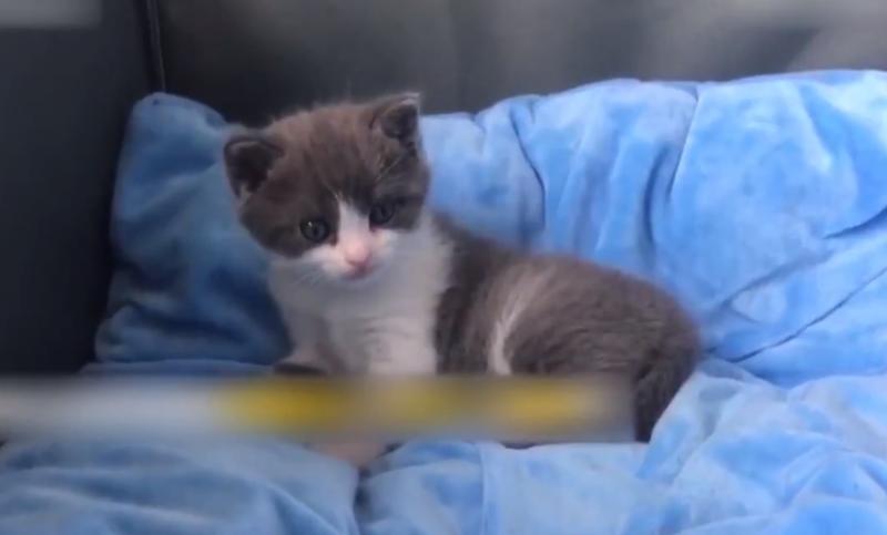 Garlic - clona, Foto: People's Daily, China