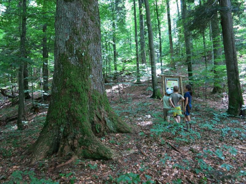 Pădure Românească, Foto: WWF
