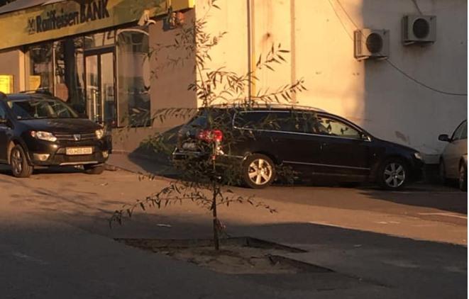 copac plantat in drum, Foto: captura facebook