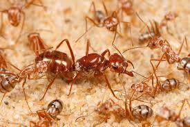 Cataglyphis bombycina, Foto: Flickr