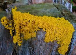 Physarum polycephalum, Foto: Flickr