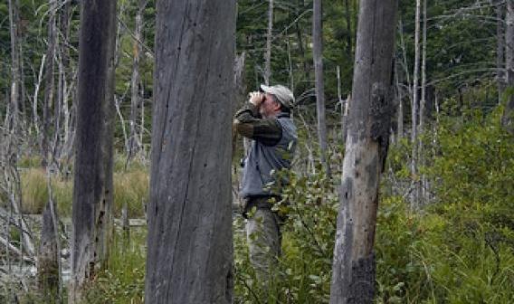 Padurar, Foto: usda.gov