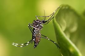 Aedes aegypti, Foto: Wikipedia