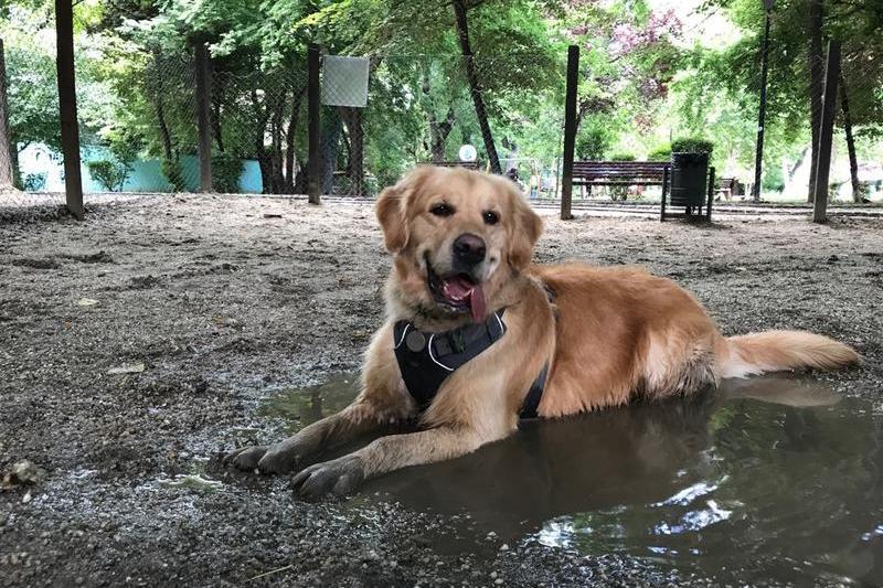 cainele Asimov în Parcul Plumbuita, Foto: Ioana Epure