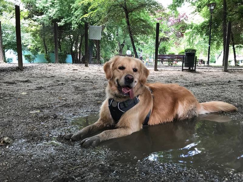cainele Asimov în Parcul Plumbuita, Foto: Ioana Epure