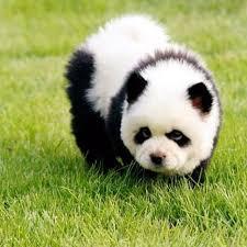 Chow chow panda, Foto: Pinterest