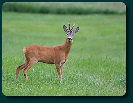 Caprior, Foto: Hotnews