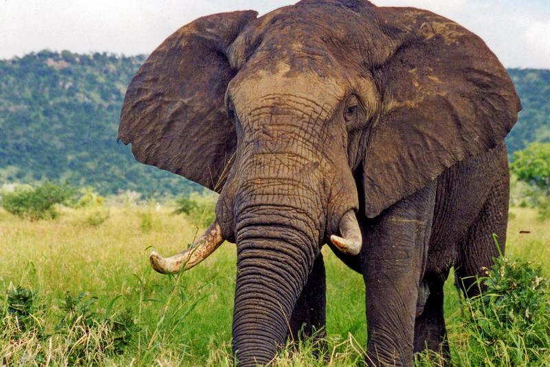 Elefant, Foto: Hotnews