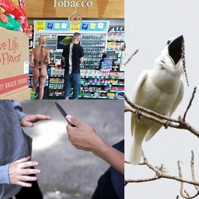 Faze tari, Foto: Colaj foto