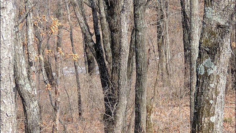 leopard, Foto: Land of the Leopard Nature Reserve