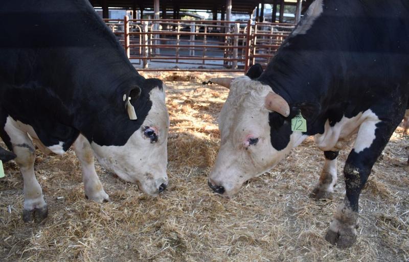 tauri modificati genetic pentru a nu mai avea coarne, Foto: Captura Yahoo!