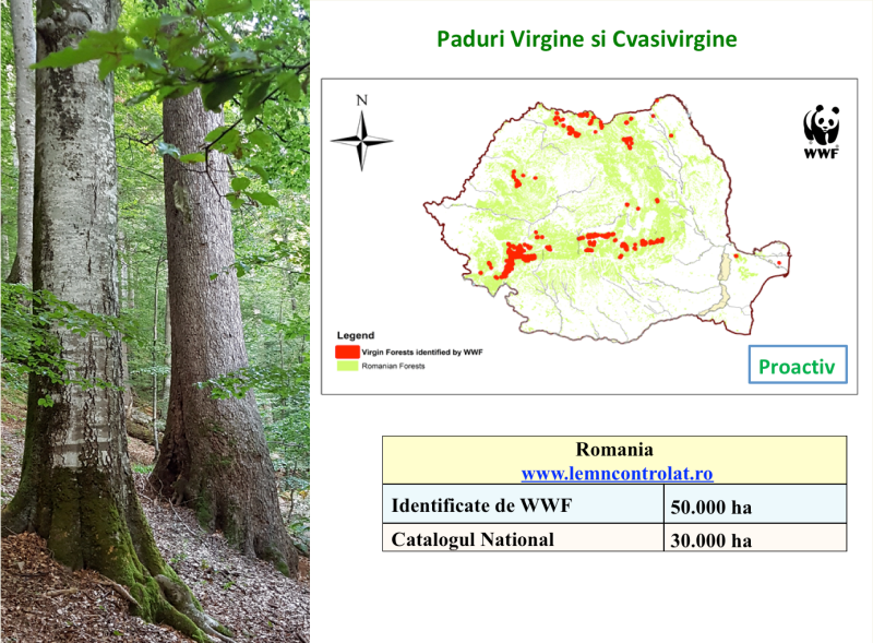 Paduri virgine , Foto: WWF