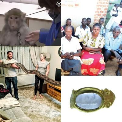 Faze tari, Foto: Colaj foto