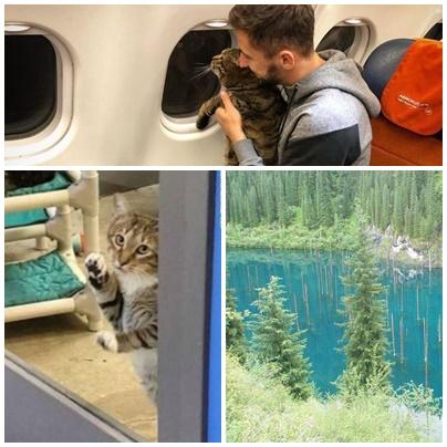 Faze tari, Foto: Colaj foto