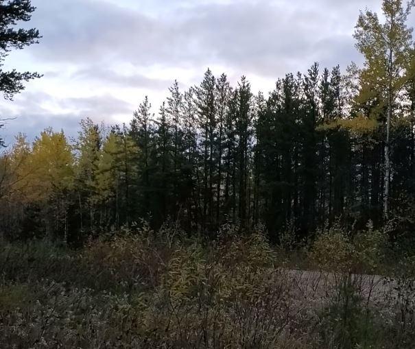 Padure Canada, Foto: Captura YouTube