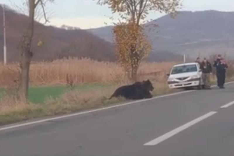 Urs ranit, Foto: Captura YouTube